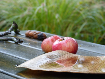 2016-10-12 Gartenimpressionen 6.jpg