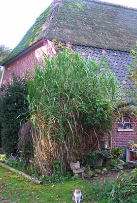 Miscanthus_Gesamt.jpg