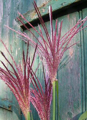 Miscanthus_Blute.jpg
