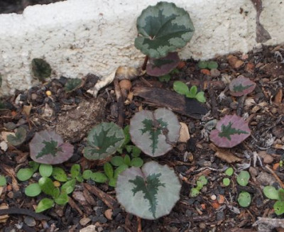 C.mirabilis-ax2016.jpg
