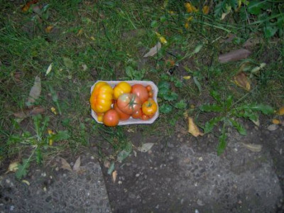 Letzte_Tomaten.jpg