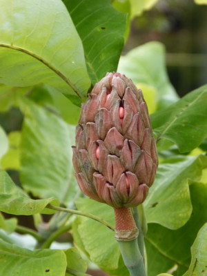 2016-10-14 Magnolia macrophylla 'Ashei'.jpg