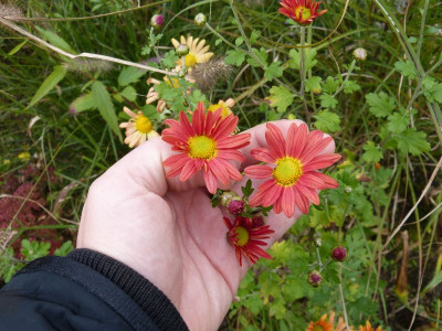 2016-10-14 Chrysanthemum.jpg