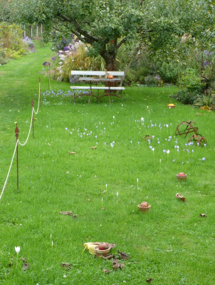 2016-10-14 Crocus speciosus 2.jpg