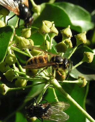 Hedera_helix_Tankstelle.jpg