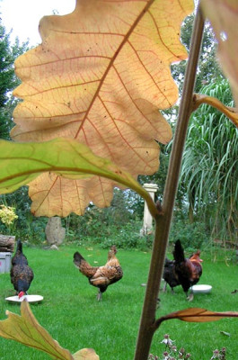 Quercus_dentata_Hillier.jpg