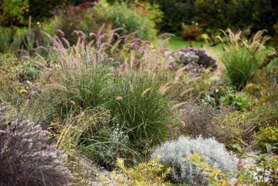 pennisetum_karley_rose.jpg