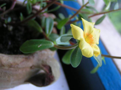 Succulenta_dorata_.JPG