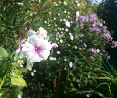_20161015_081239.JPG