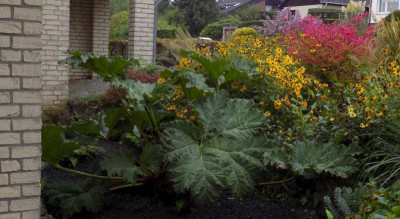 gunnera.JPG