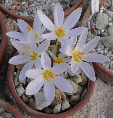 Crocus tournefortii 15.10.16.JPG