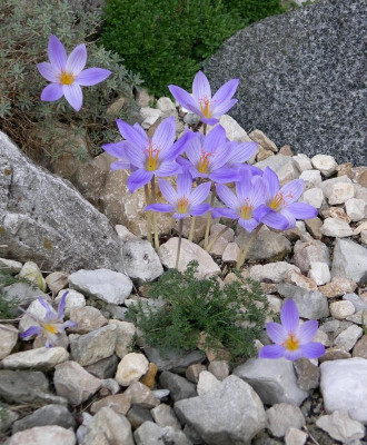 Crocus speciosus Artabir 15.10.16.JPG