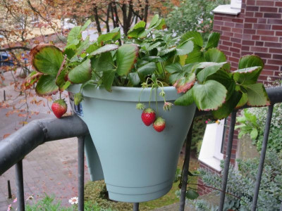 Fragaria 'Ostara'_4418.jpg