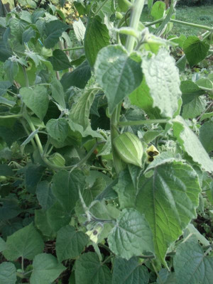 Physalis_15102016.JPG