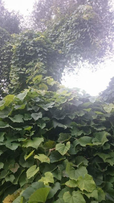 received_985525764903852.jpeg