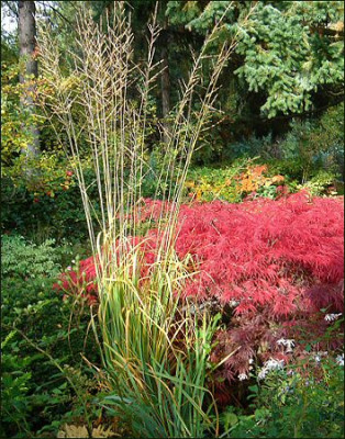 Molinia_A.jpg