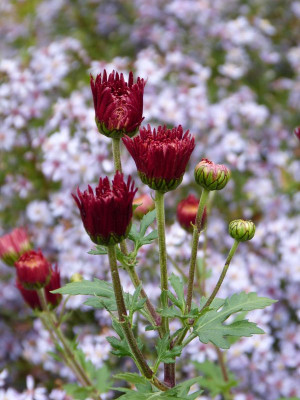 2016-10-15 Chrysanthemum 'Königssohn'.jpg