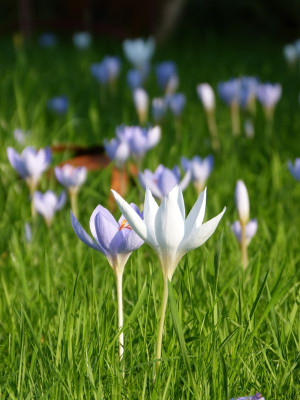 2016-10-15 Crocus speciosus 1.jpg