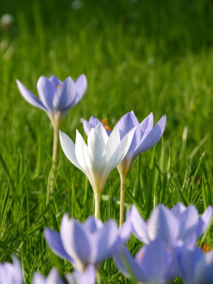 2016-10-15 Crocus speciosus 2.jpg