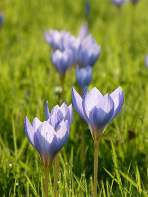 2016-10-15 Crocus speciosus 3.jpg