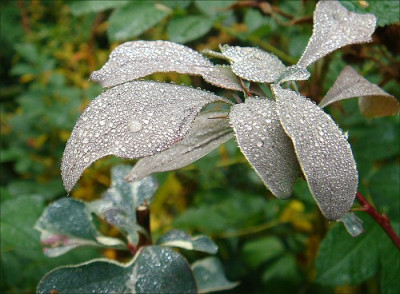 Berberis_th._Silver_Miles.jpg