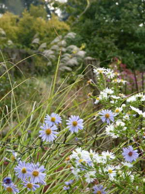 2016-10-15 Gartenimpressionen 9.jpg