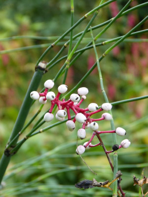 2016-10-15 Gartenimpressionen 11.jpg