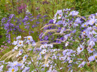 2016-10-15 Gartenimpressionen 12.jpg