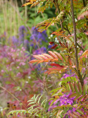 2016-10-15 Gartenimpressionen 13.jpg