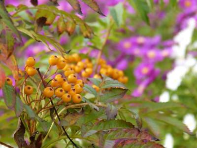 2016-10-15 Gartenimpressionen 15.jpg