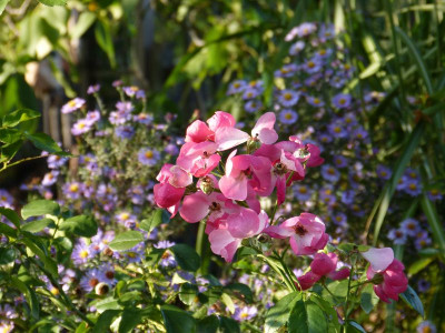 2016-10-15 Gartenimpressionen 19.jpg