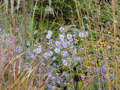 2016-10-15 Gartenimpressionen 23.jpg