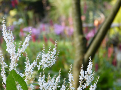 2016-10-15 Gartenimpressionen 24.jpg