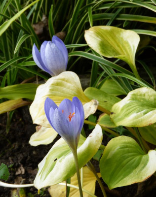 2016-10-15 Crocus speciosus Hosta 'Golden Tiara'.jpg