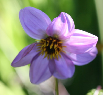 Dahlie merkii_4_Größenveränderung.JPG