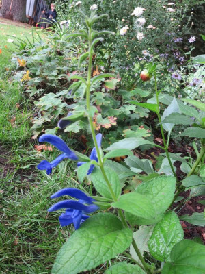 Salvia patens_4401.jpg