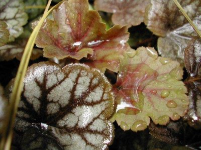 Heuchera_Mint_Frost.jpg