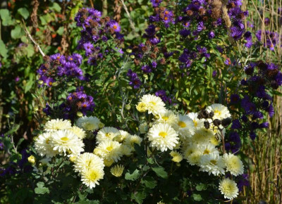 Chrysanthemum-Poesie.16-1.jpg