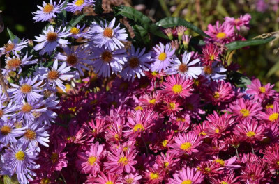 Chrysanthemum-Herbstkuss.16-3.jpg