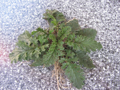 Was ist das? IMG_7151.jpg