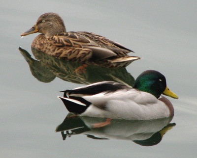 ENTEN_FR_2710_RII.jpg