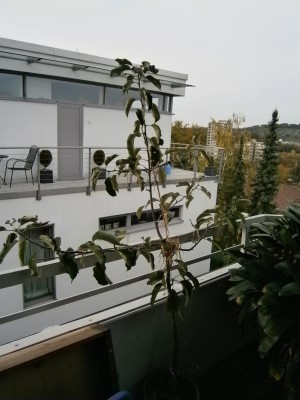 Obstbäume 008.JPG
