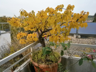 Obstbäume 001.JPG