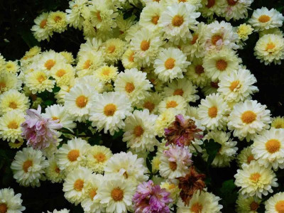 Chrsanthemum 'Poesie'.jpg