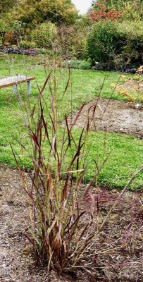 Panicum virgatum 'Badlands'.jpg