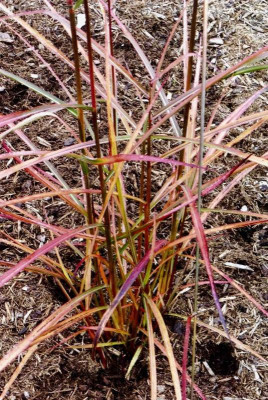 Miscanthus sinensis 'Roter Pfeil'.jpg