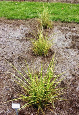 Miscanthus sinensis 'SummerBreeze'.jpg