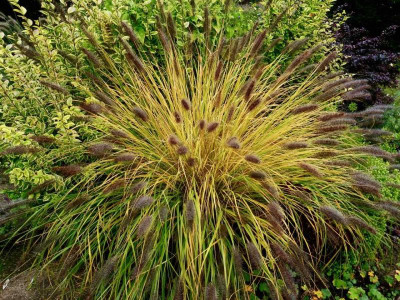Pennisetum alopecuroides v. viridescens.jpg