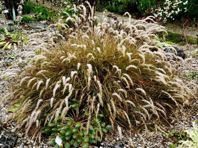 Pennisetum orientale.jpg