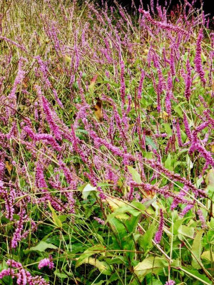 Persicaria 'September Spires'.jpg